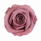 Rosa Mediana preservada