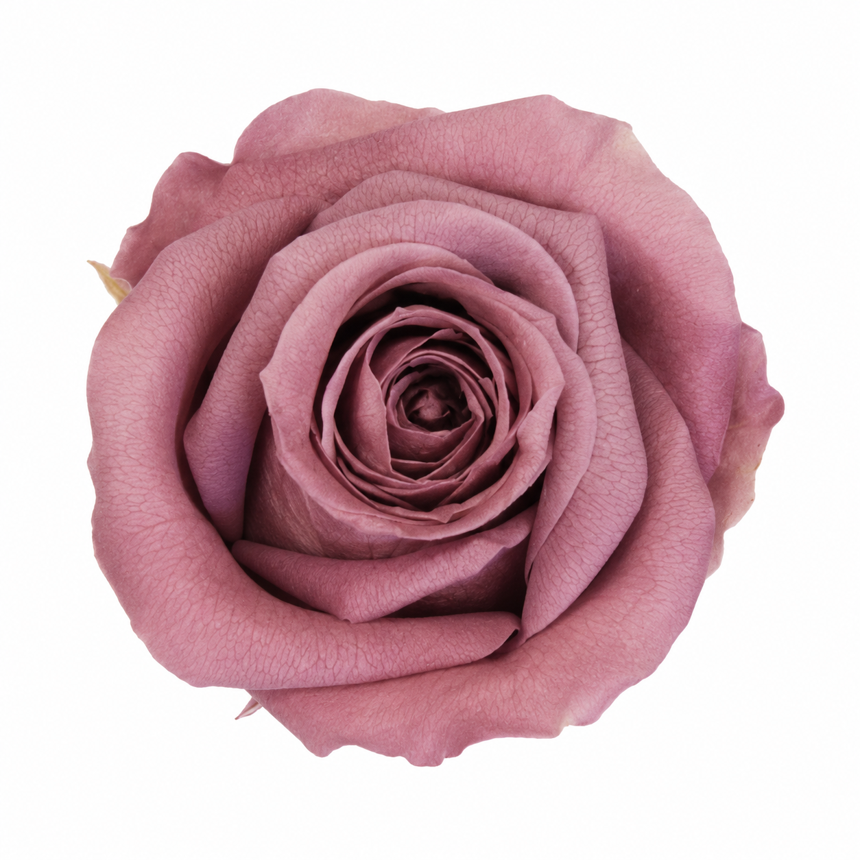Rosa Mediana preservada