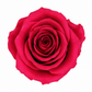 Rosa Mediana preservada
