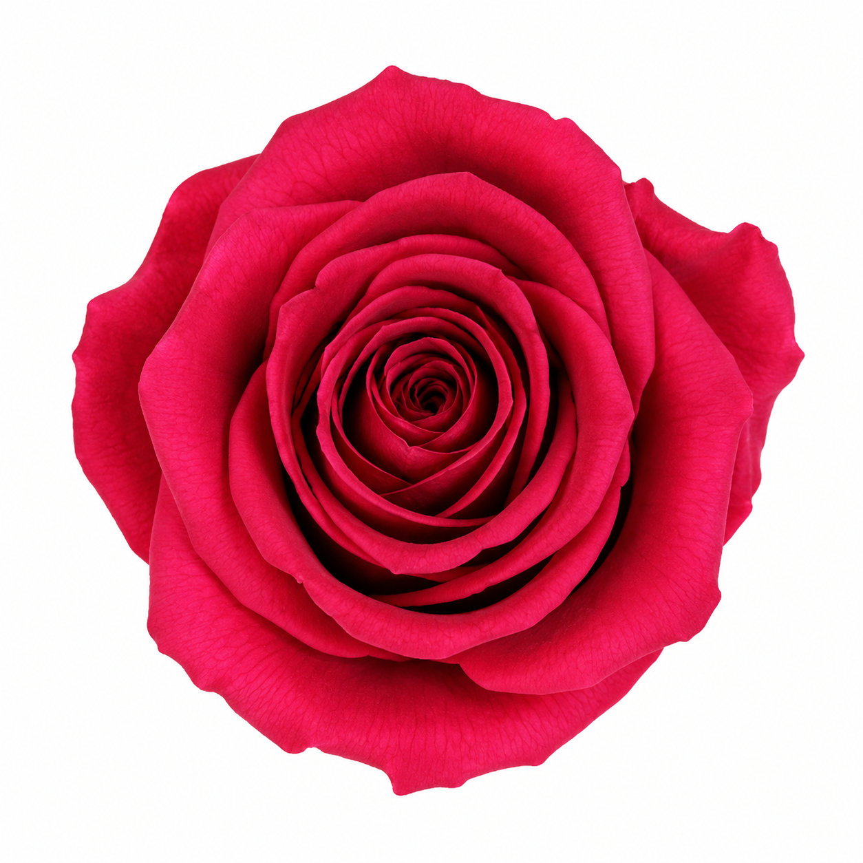 Rosa Mediana preservada