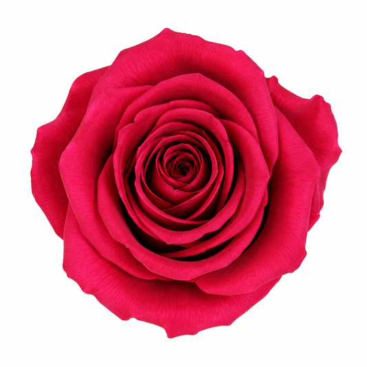 Rosa Mediana preservada