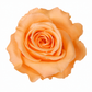 Rosa Mediana preservada