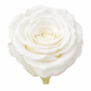 Rosa Reina Preservada – Flor Natural de Gran Tamaño