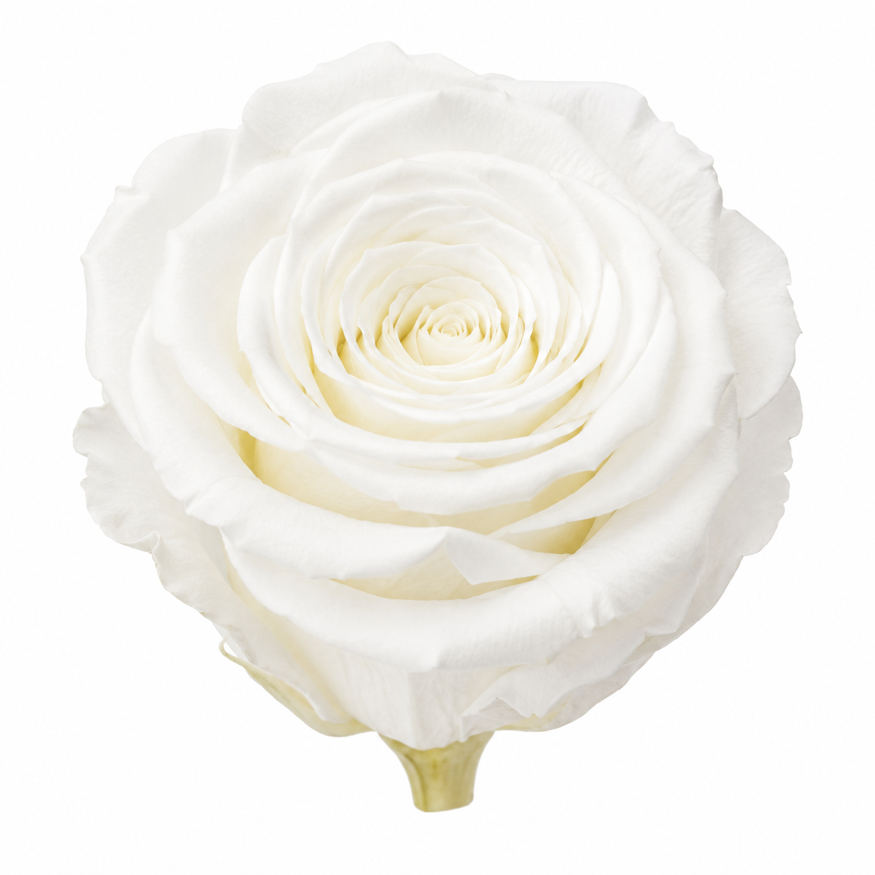 Rosa Reina Preservada – Flor Natural de Gran Tamaño