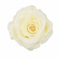 Rosa Reina Preservada – Flor Natural de Gran Tamaño