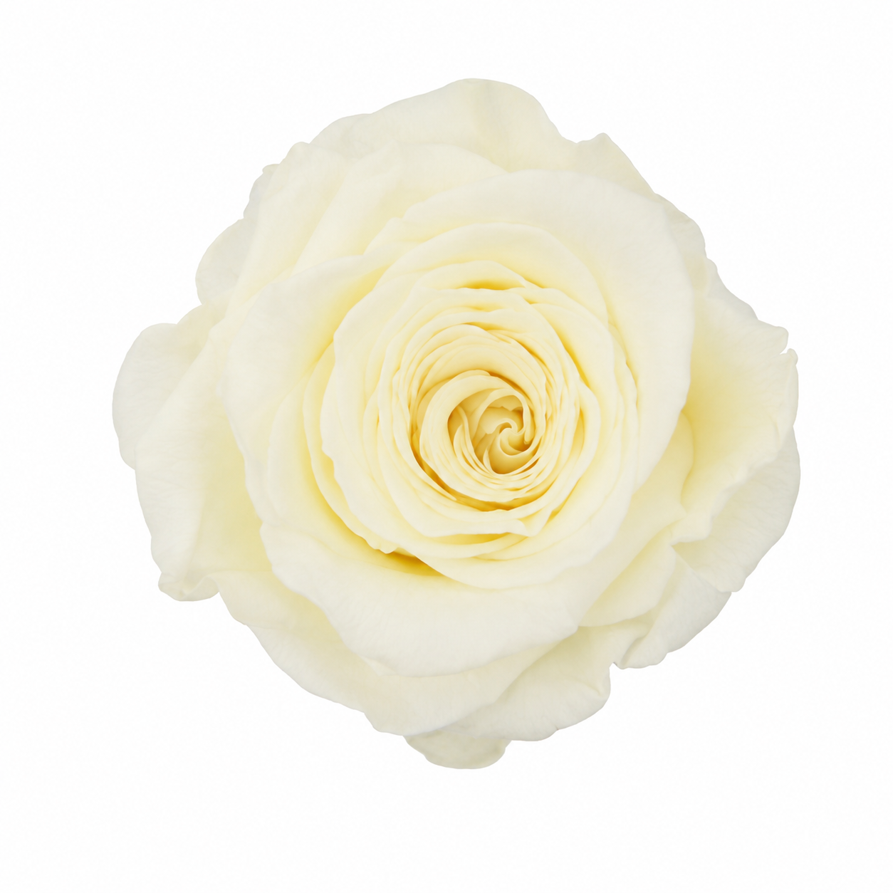 Rosa Reina Preservada – Flor Natural de Gran Tamaño