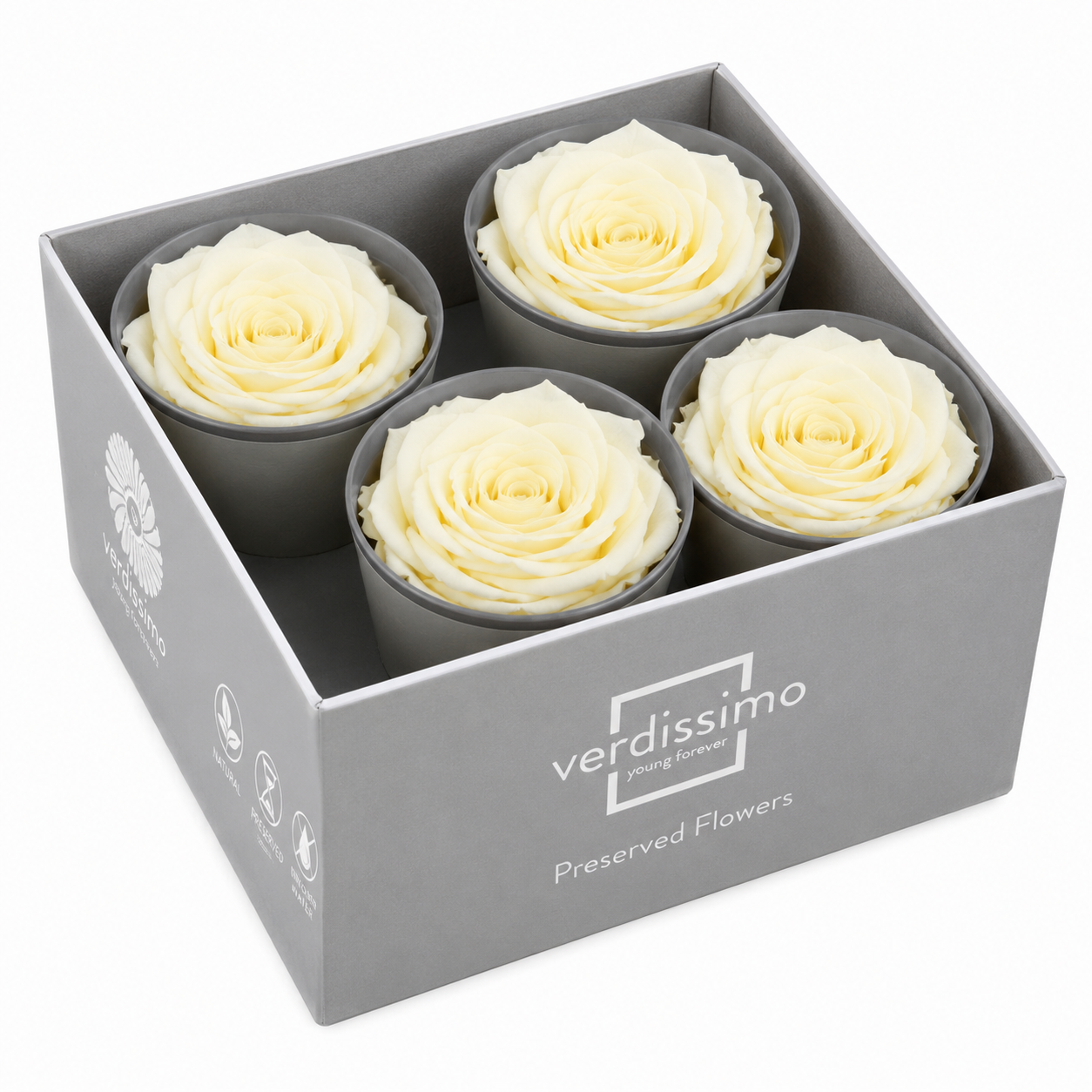 Rosa Reina Preservada – Flor Natural de Gran Tamaño