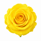 Rosa Reina Preservada – Flor Natural de Gran Tamaño