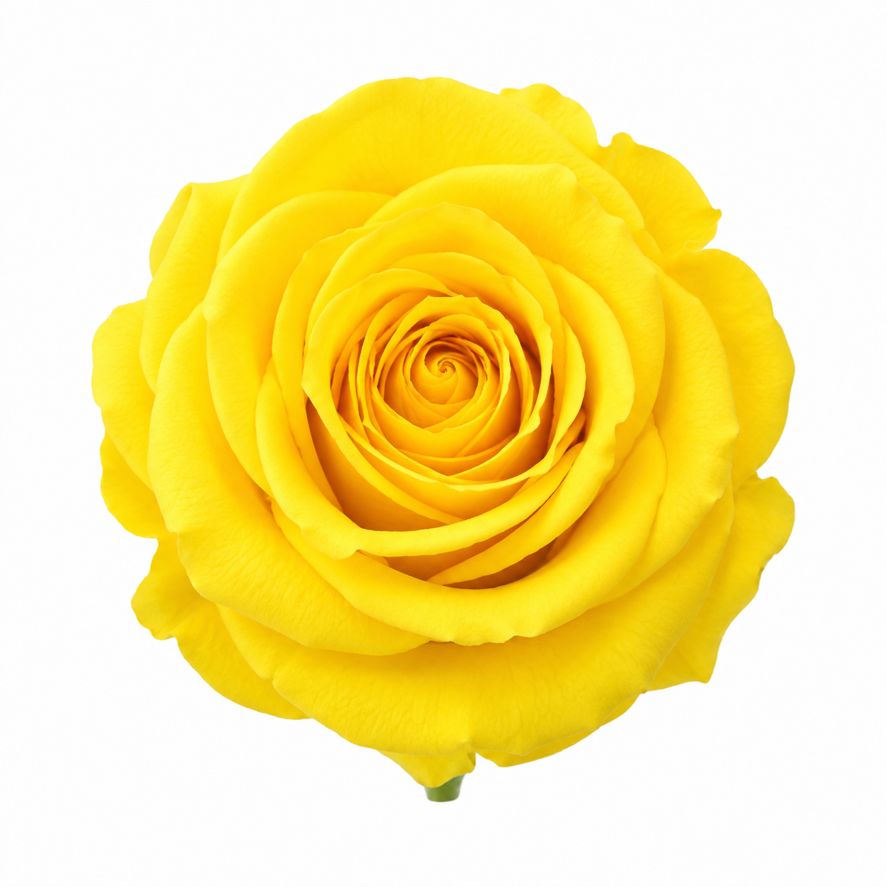 Rosa Reina Preservada – Flor Natural de Gran Tamaño