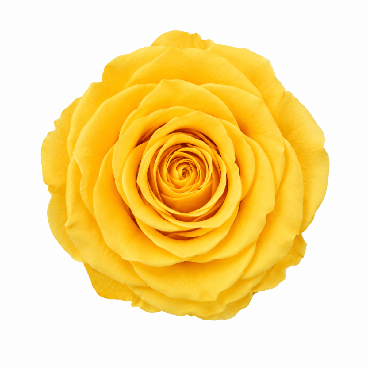 Rosa Reina Preservada – Flor Natural de Gran Tamaño