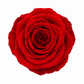 Rosa Reina Preservada – Flor Natural de Gran Tamaño