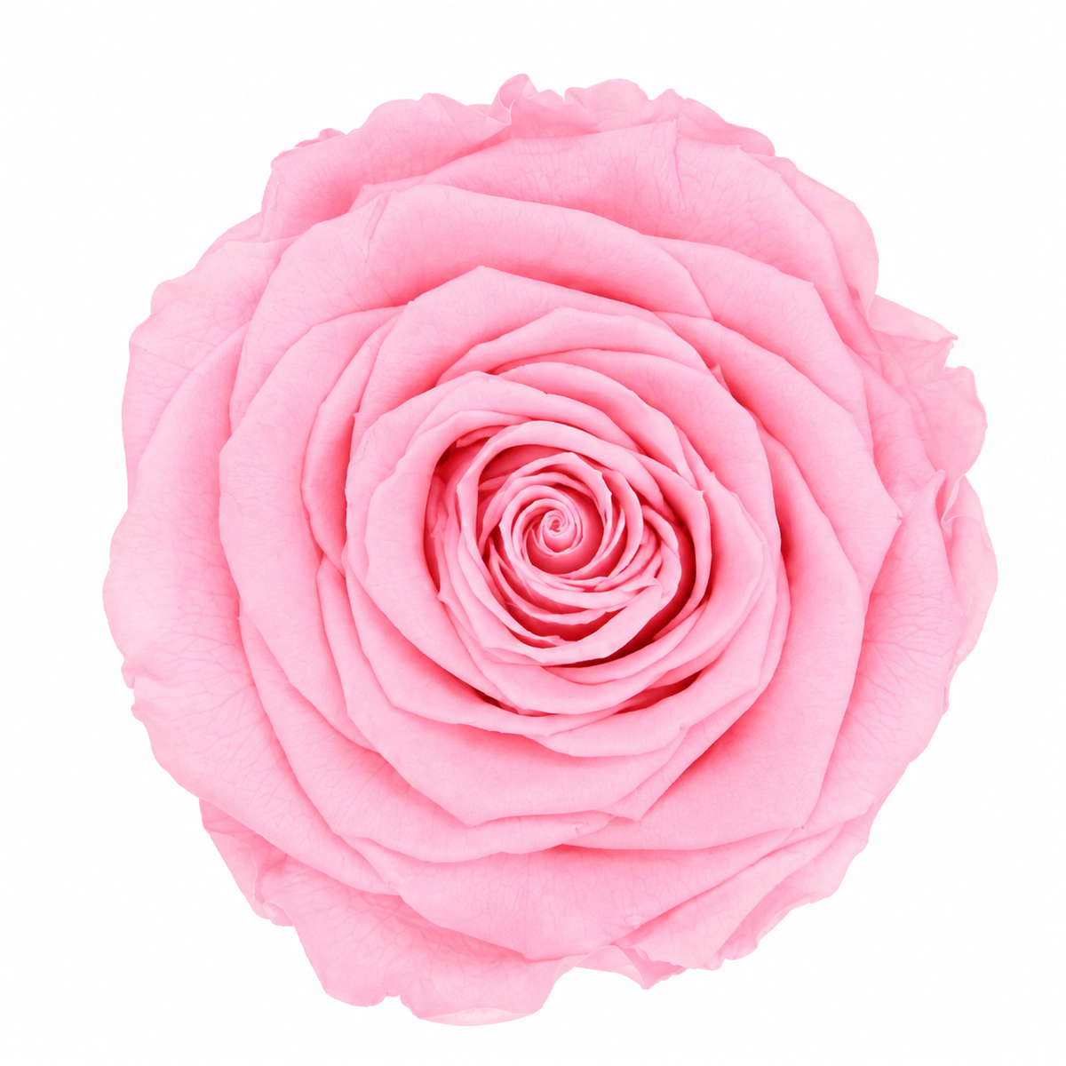 Rosa Reina Preservada – Flor Natural de Gran Tamaño