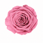 Rosa Reina Preservada – Flor Natural de Gran Tamaño