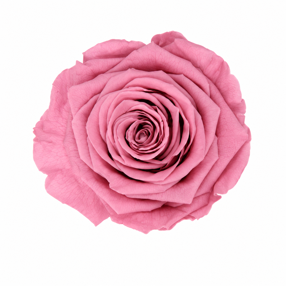 Rosa Reina Preservada – Flor Natural de Gran Tamaño