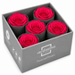 Rosa Reina Preservada – Flor Natural de Gran Tamaño