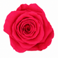 Rosa Reina Preservada – Flor Natural de Gran Tamaño