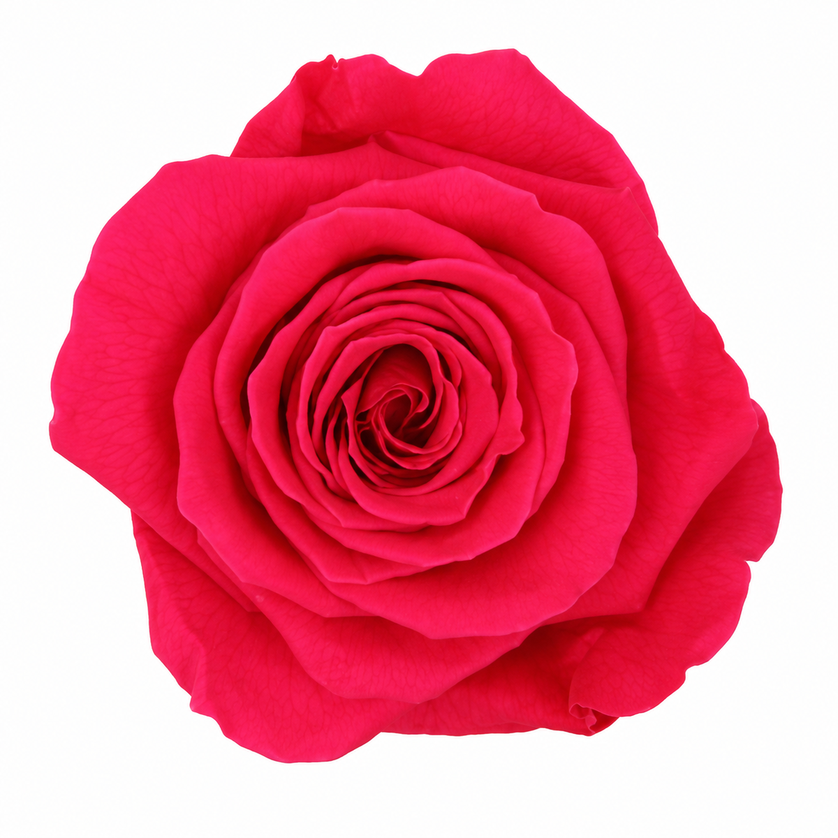 Rosa Reina Preservada – Flor Natural de Gran Tamaño