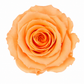 Rosa Reina Preservada – Flor Natural de Gran Tamaño