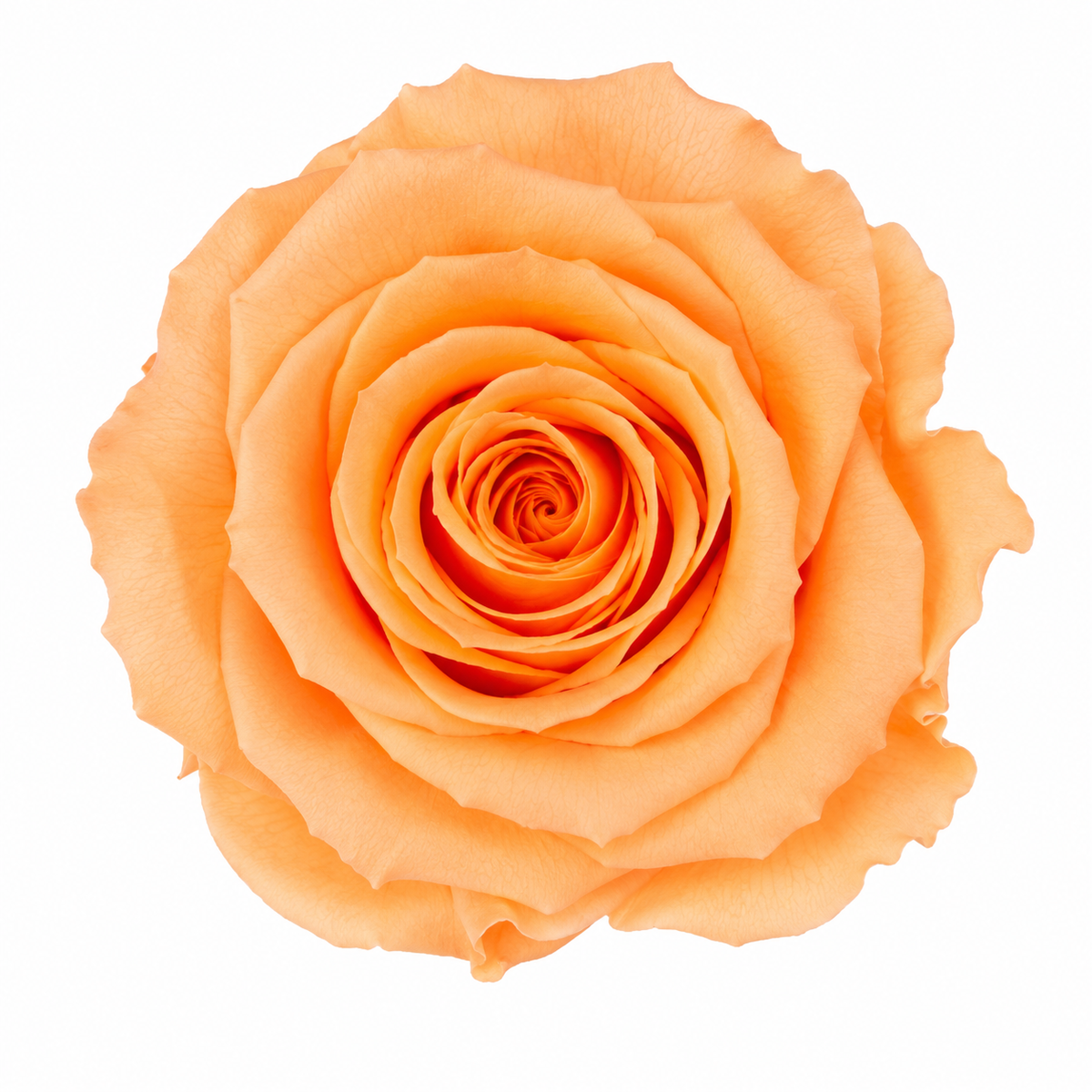 Rosa Reina Preservada – Flor Natural de Gran Tamaño