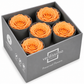 Rosa Reina Preservada – Flor Natural de Gran Tamaño
