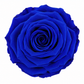 Rosa Reina Preservada – Flor Natural de Gran Tamaño