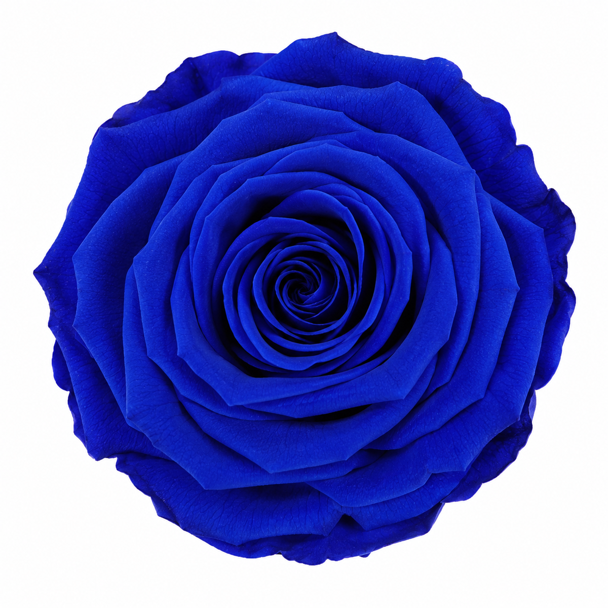 Rosa Reina Preservada – Flor Natural de Gran Tamaño