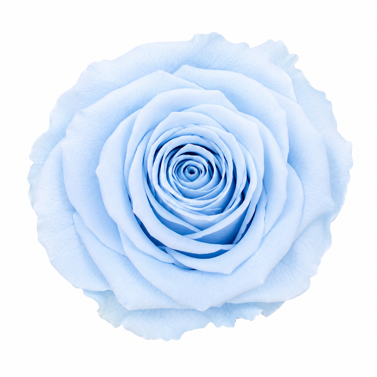 Rosa Reina Preservada – Flor Natural de Gran Tamaño