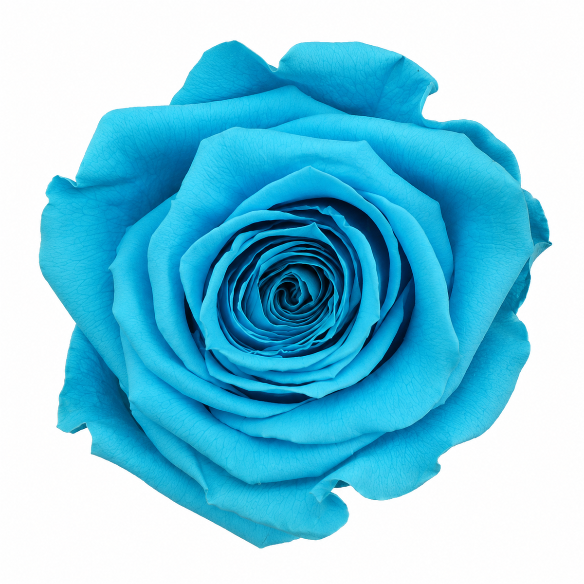 Rosa Reina Preservada – Flor Natural de Gran Tamaño