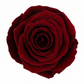 Rosa Reina Preservada – Flor Natural de Gran Tamaño