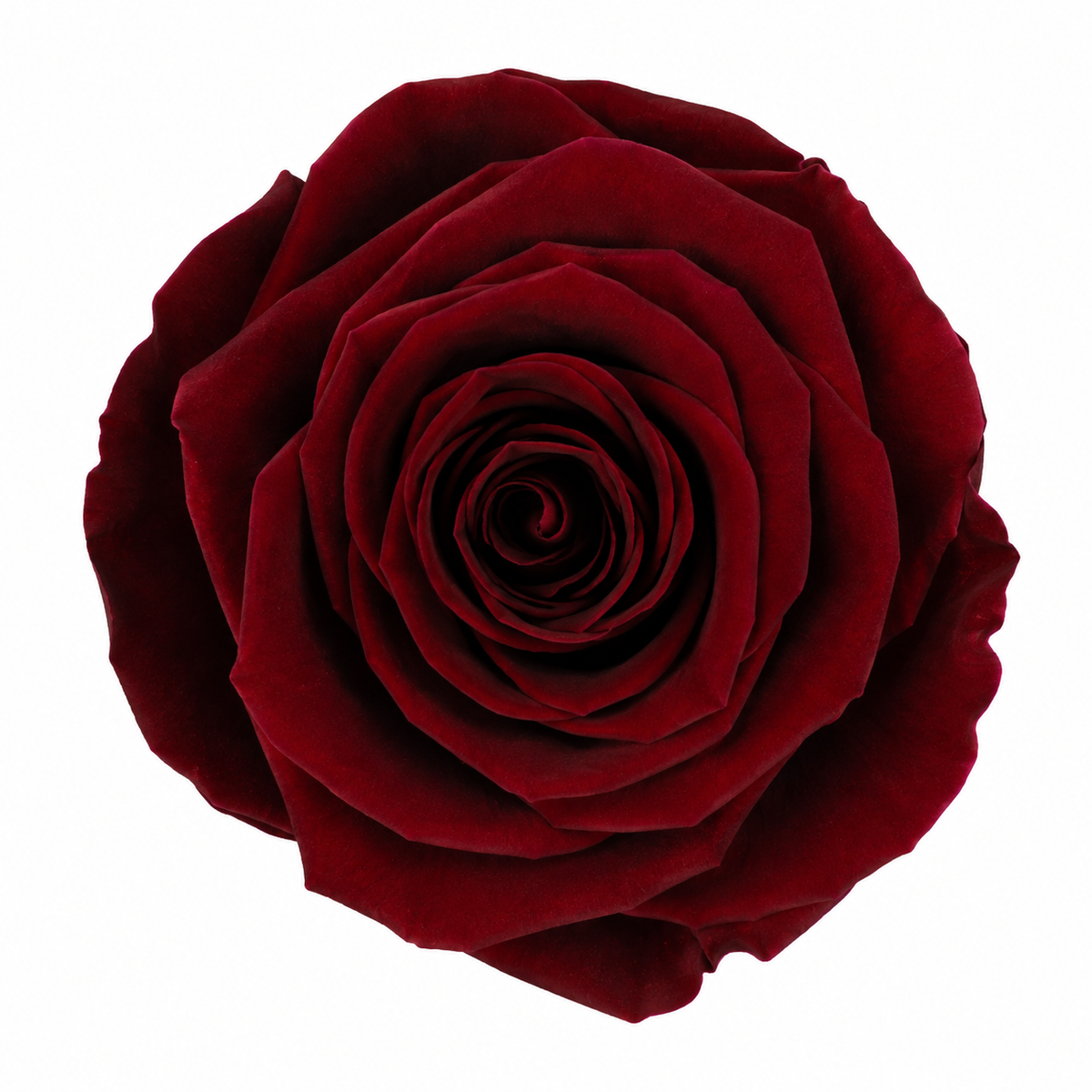 Rosa Reina Preservada – Flor Natural de Gran Tamaño