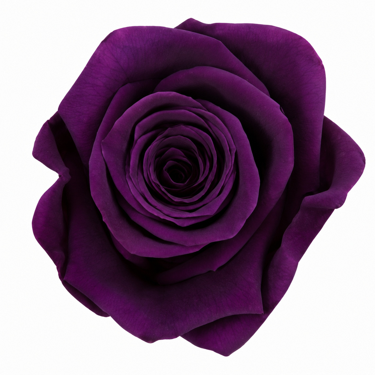 Rosa Reina Preservada – Flor Natural de Gran Tamaño