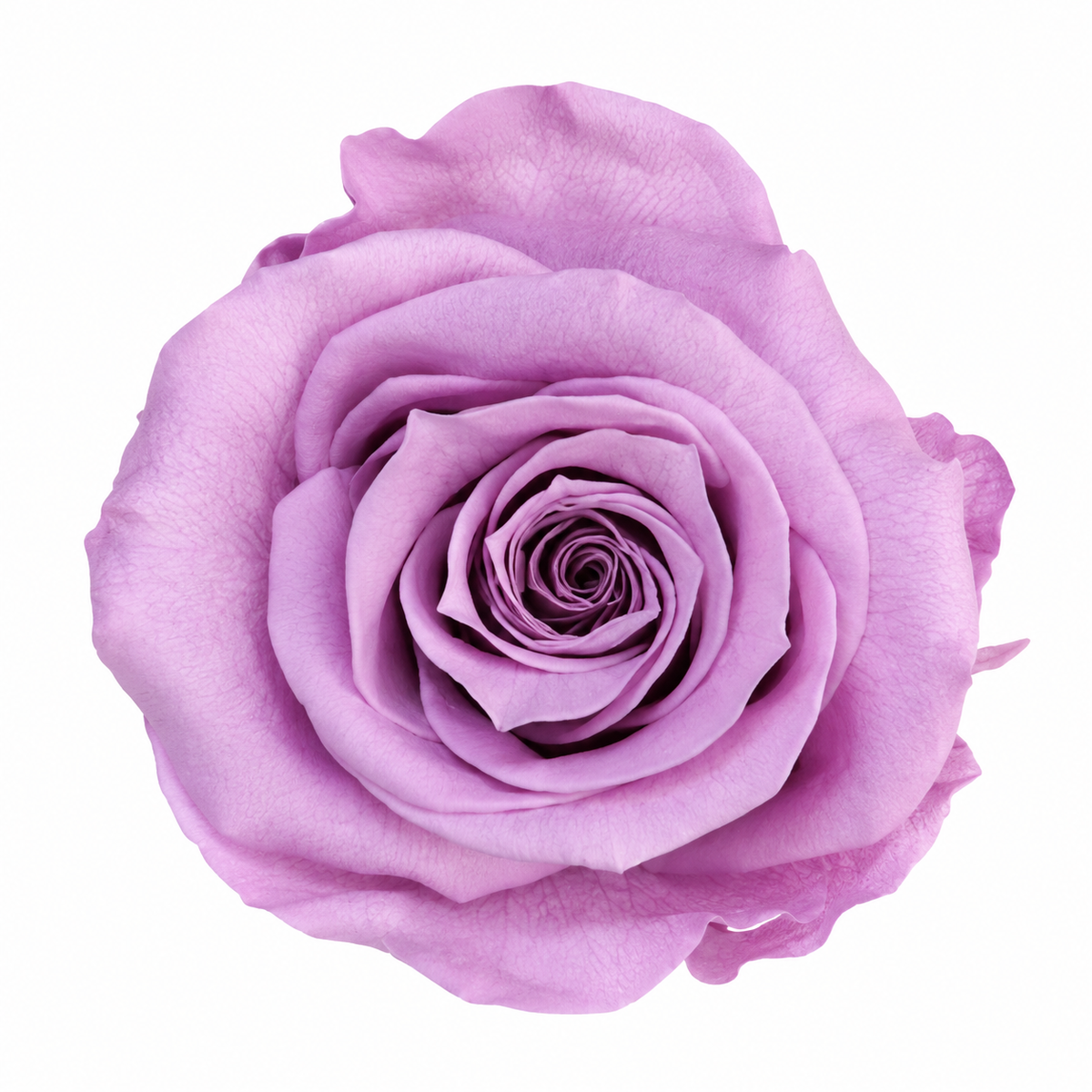 Rosa Reina Preservada – Flor Natural de Gran Tamaño