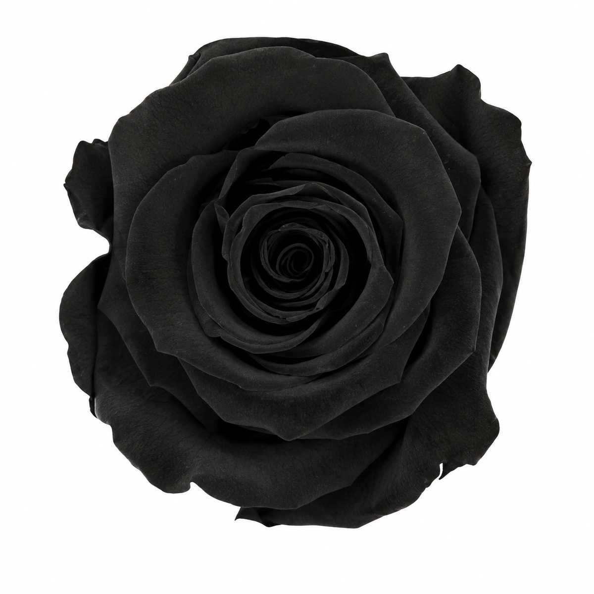 Rosa Reina Preservada – Flor Natural de Gran Tamaño