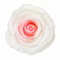 Rosa Reina Preservada – Flor Natural de Gran Tamaño