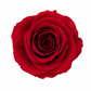 Rosa Mediana preservada