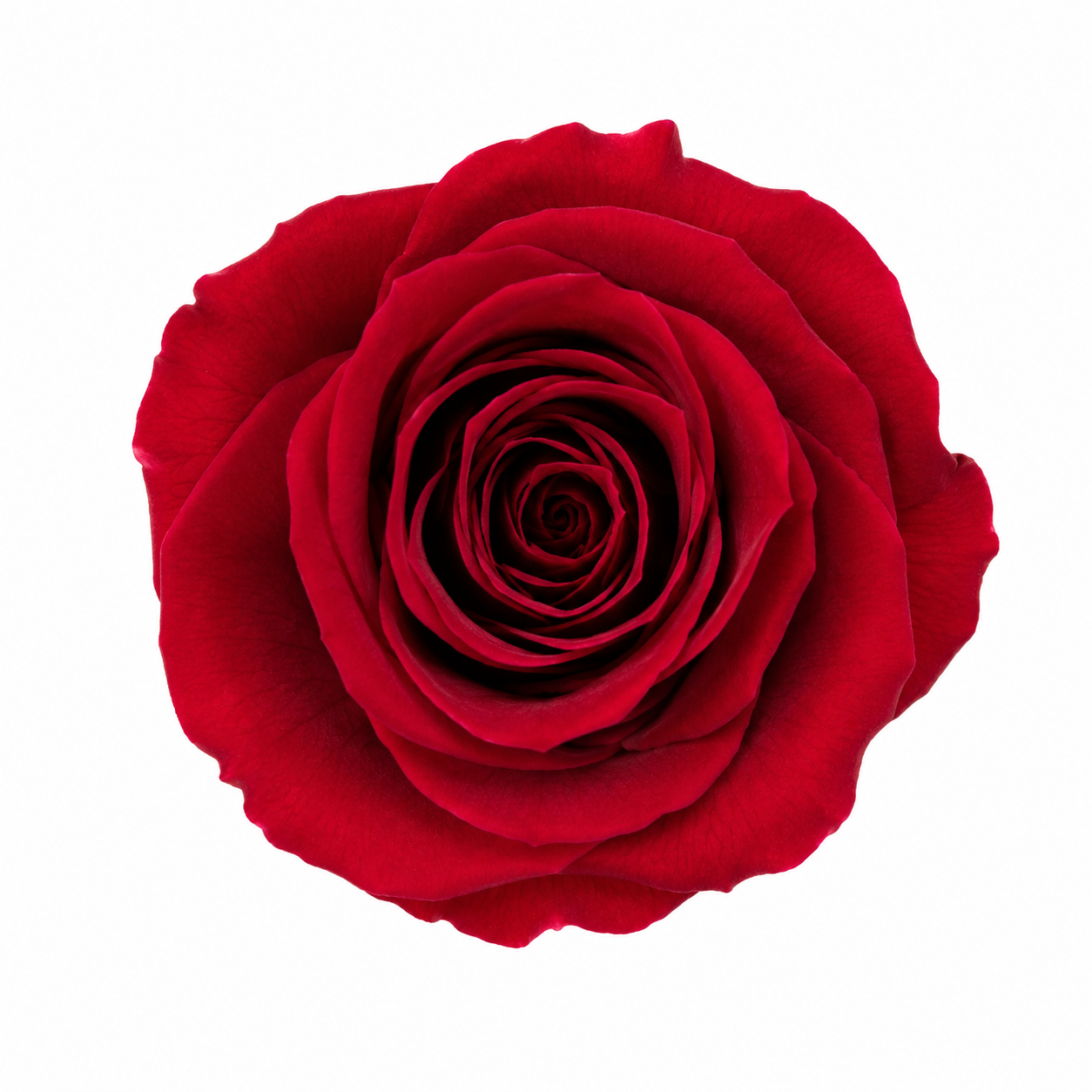 Rosa Mediana preservada