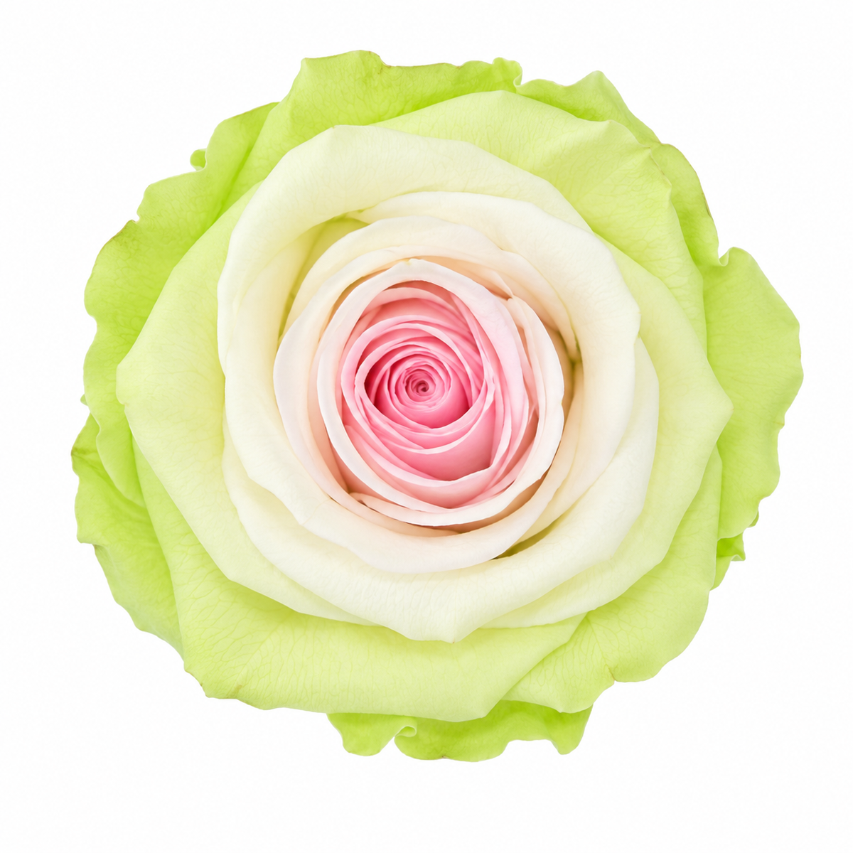 Rosa Reina Preservada – Flor Natural de Gran Tamaño