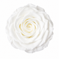 Rosa  Premiun Preservada  La grandeza de una rosa