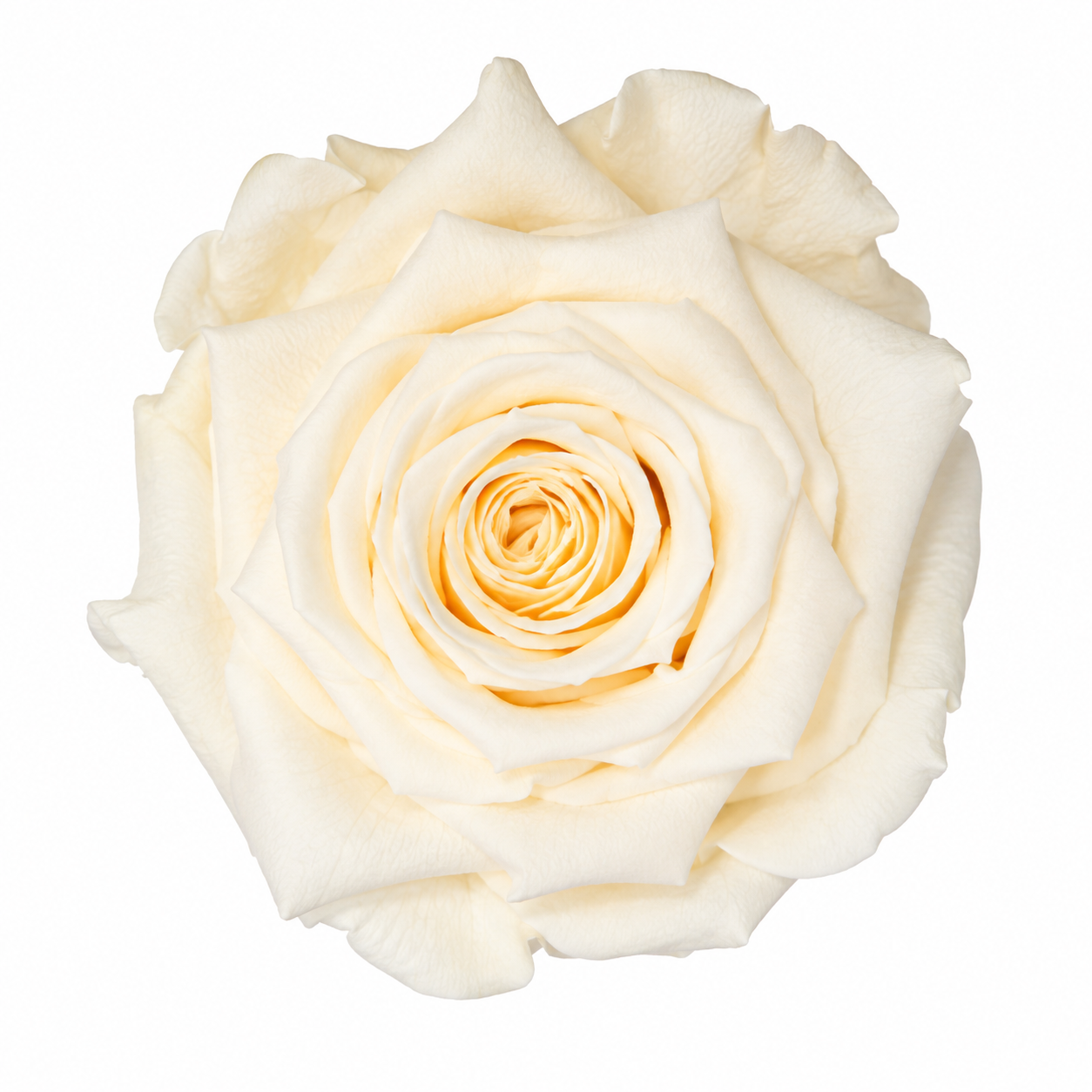Rosa  Premiun Preservada  La grandeza de una rosa