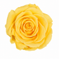 Rosa  Premiun Preservada  La grandeza de una rosa