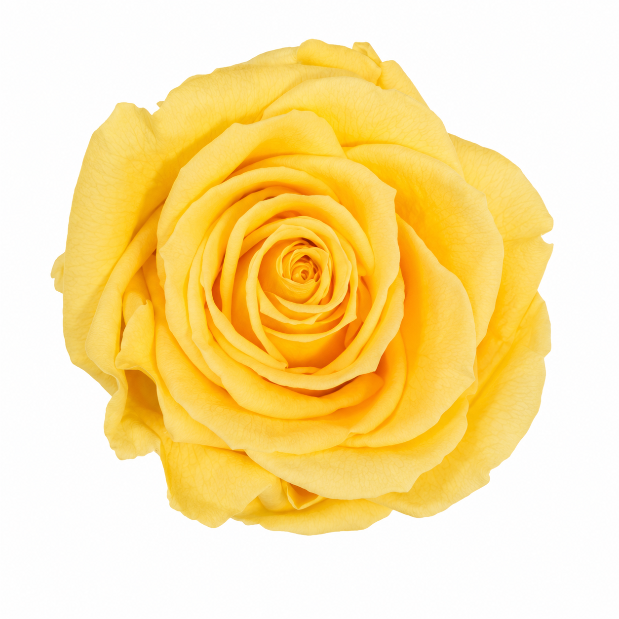 Rosa  Premiun Preservada  La grandeza de una rosa