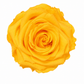 Rosa  Premiun Preservada  La grandeza de una rosa