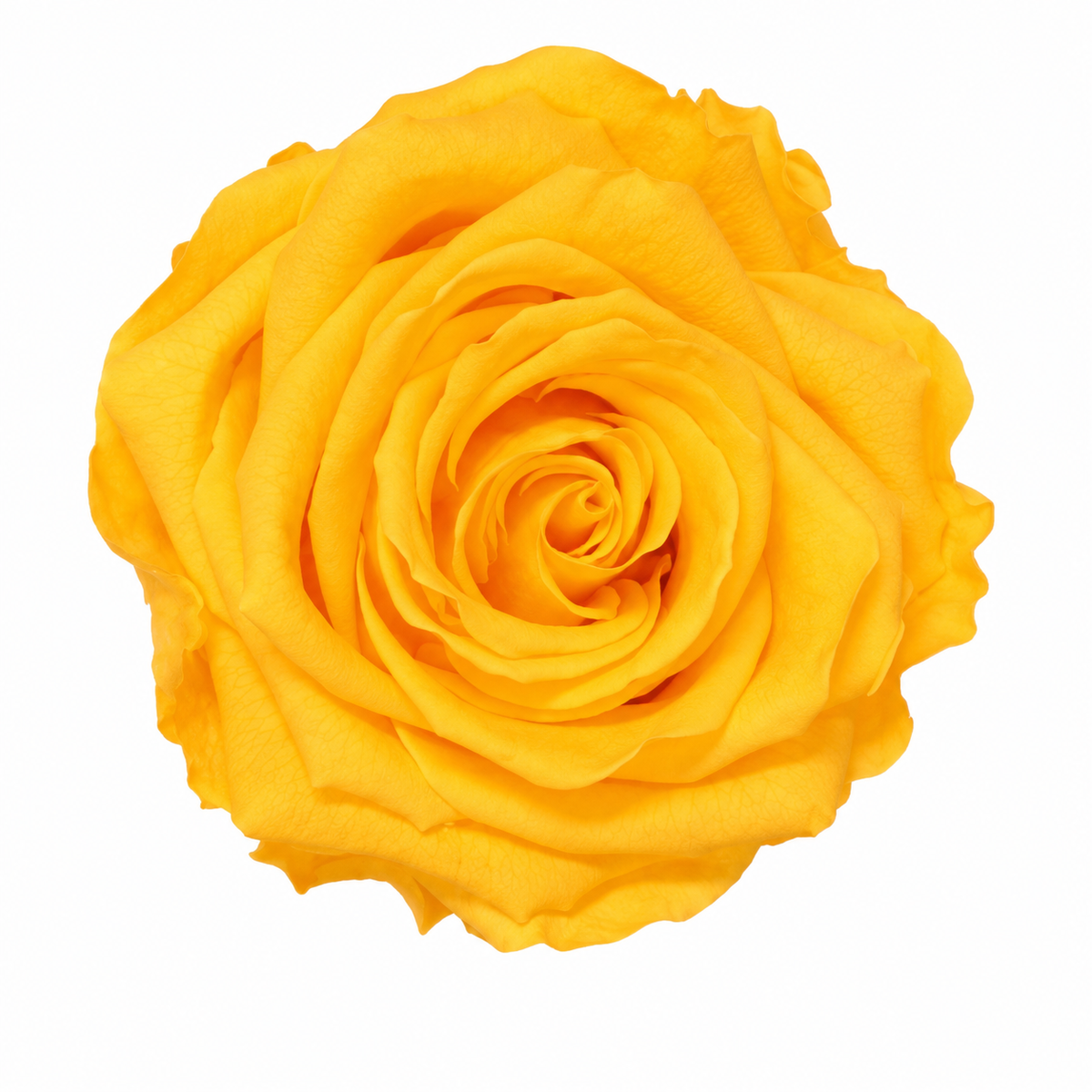Rosa  Premiun Preservada  La grandeza de una rosa