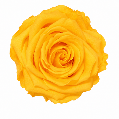 Rosa  Premiun Preservada  La grandeza de una rosa