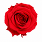 Rosa  Premiun Preservada  La grandeza de una rosa