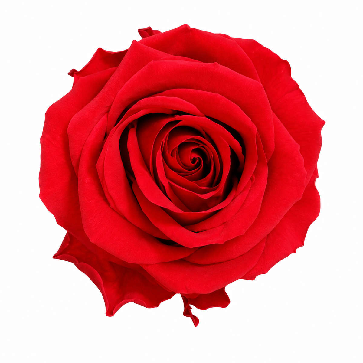 Rosa  Premiun Preservada  La grandeza de una rosa