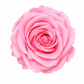 Rosa  Premiun Preservada  La grandeza de una rosa