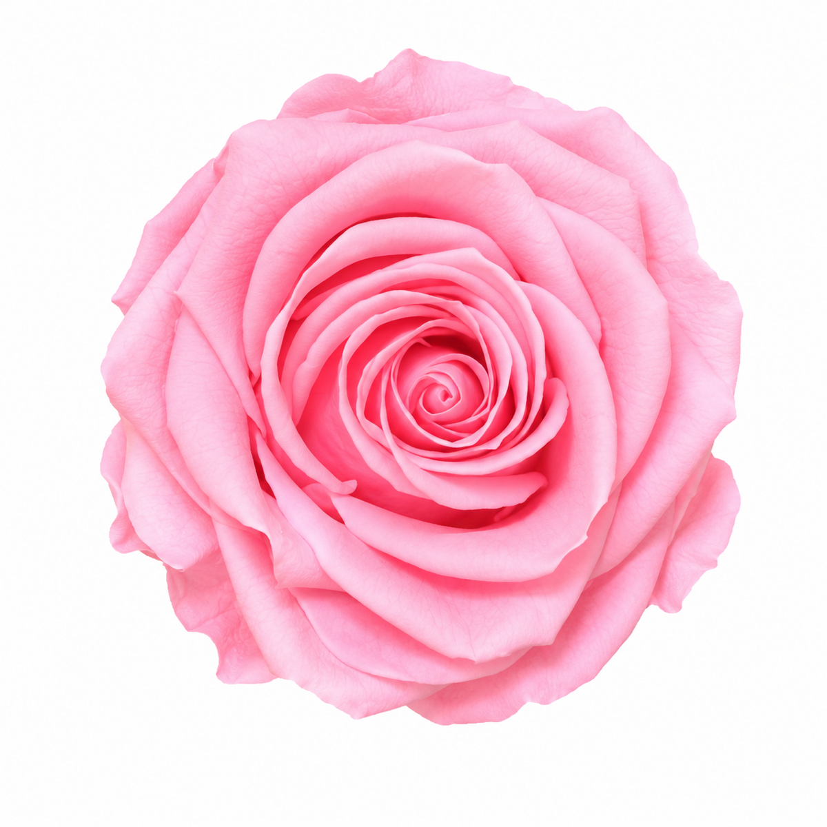 Rosa  Premiun Preservada  La grandeza de una rosa