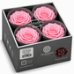 Rosa  Premiun Preservada  La grandeza de una rosa