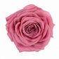 Rosa  Premiun Preservada  La grandeza de una rosa